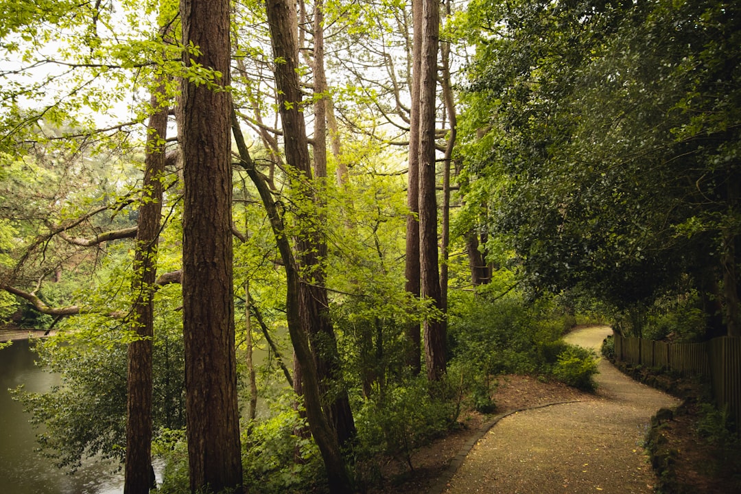 Group of runners training together on a park path, demonstrating tempo run training in action